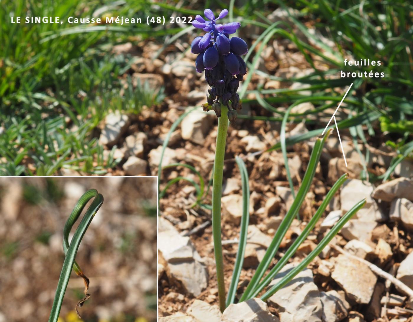 Grape hyacinth, Southern leaf